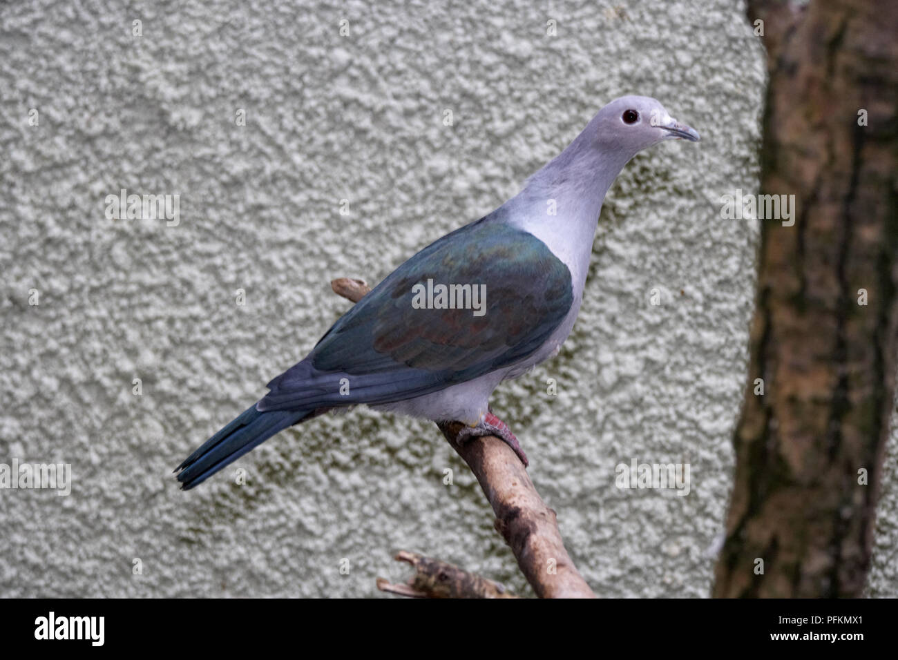 Green imperial pigeon (Ducula aenea) perching on a branch, side view Stock Photo