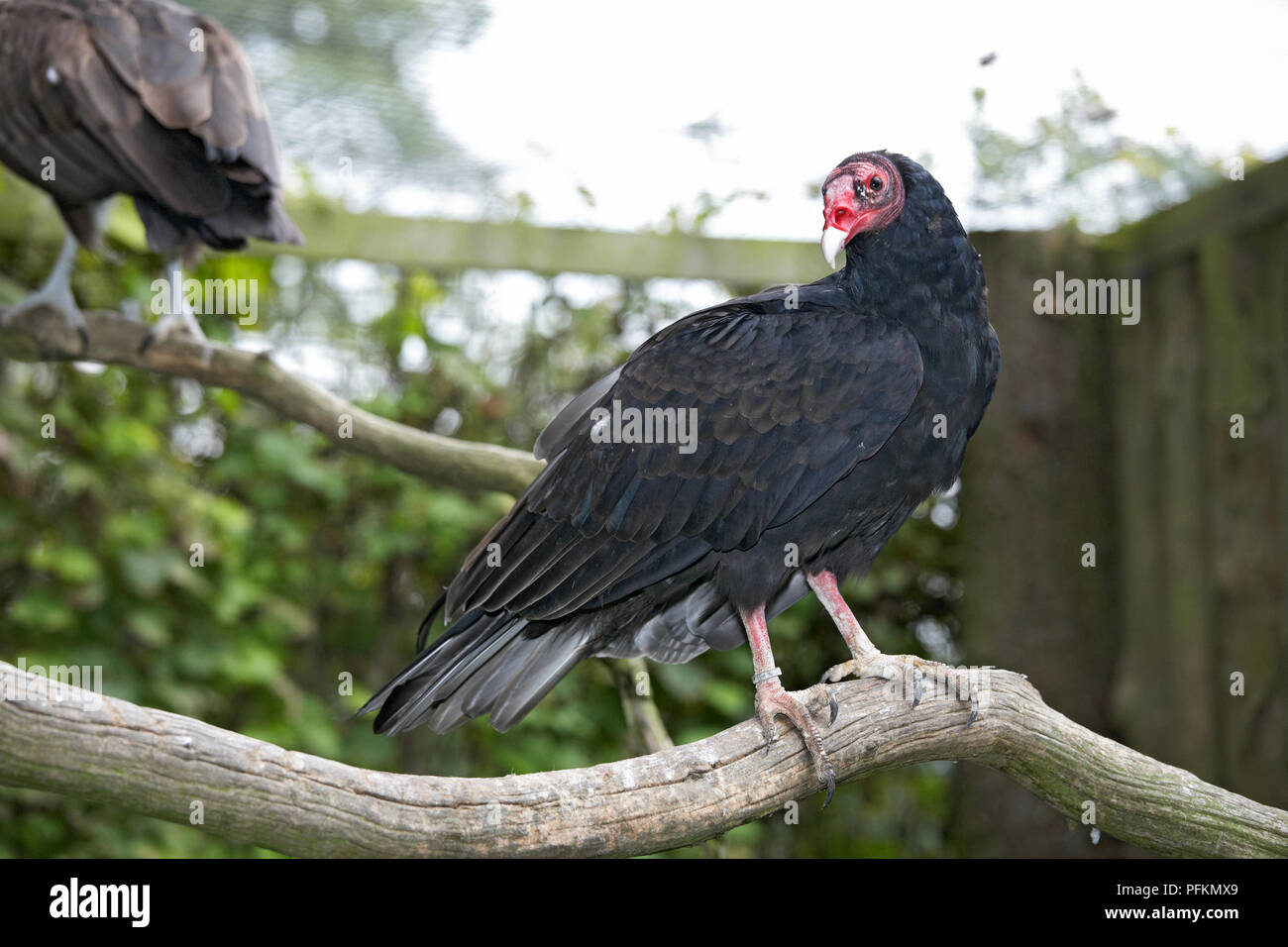 Turkey Vulture (Cathartes aura) perching on branch Stock Photo