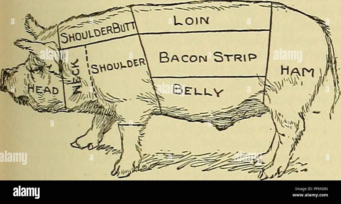 Cyclopedia of farm animals. Domestic animals; Animal products. DRESSING, CARING FOR AND PRESERVING MEATS 255 and when applied alone to meat renders it very hard and dry. Its action is first Cyclopedia of farm animals. Domestic animals; Animal products. DRESSING, CARING FOR AND PRESERVING MEATS 255 and when applied alone to meat renders it very hard and dry. Its action is first
