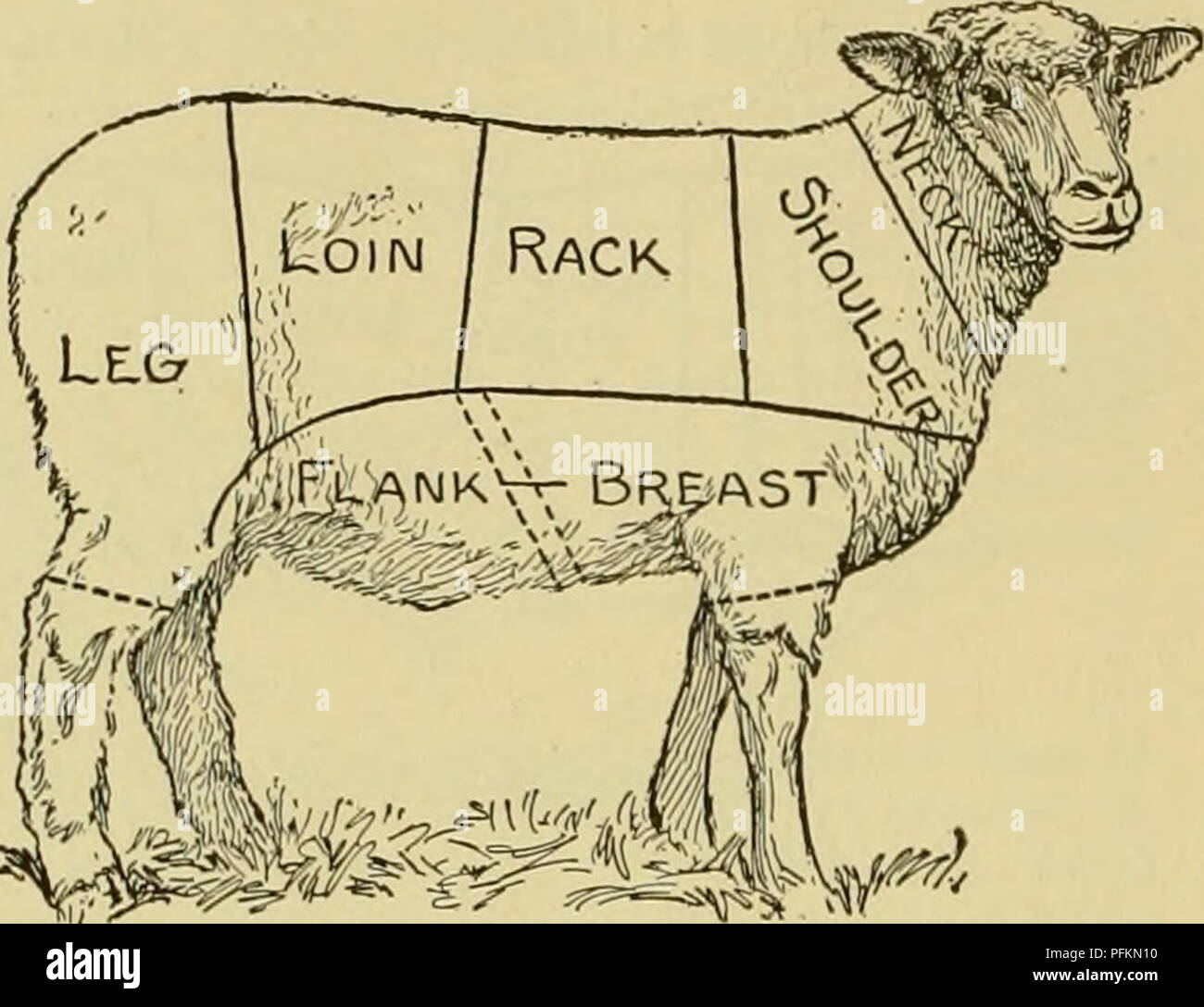 This comprehensive guide to farm animals provides valuable information ...