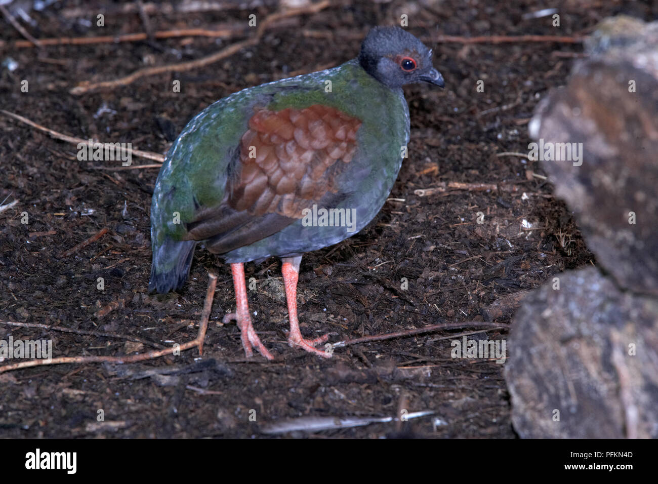Roul roul partridge (Rollulus roulroul), side view Stock Photo - Alamy