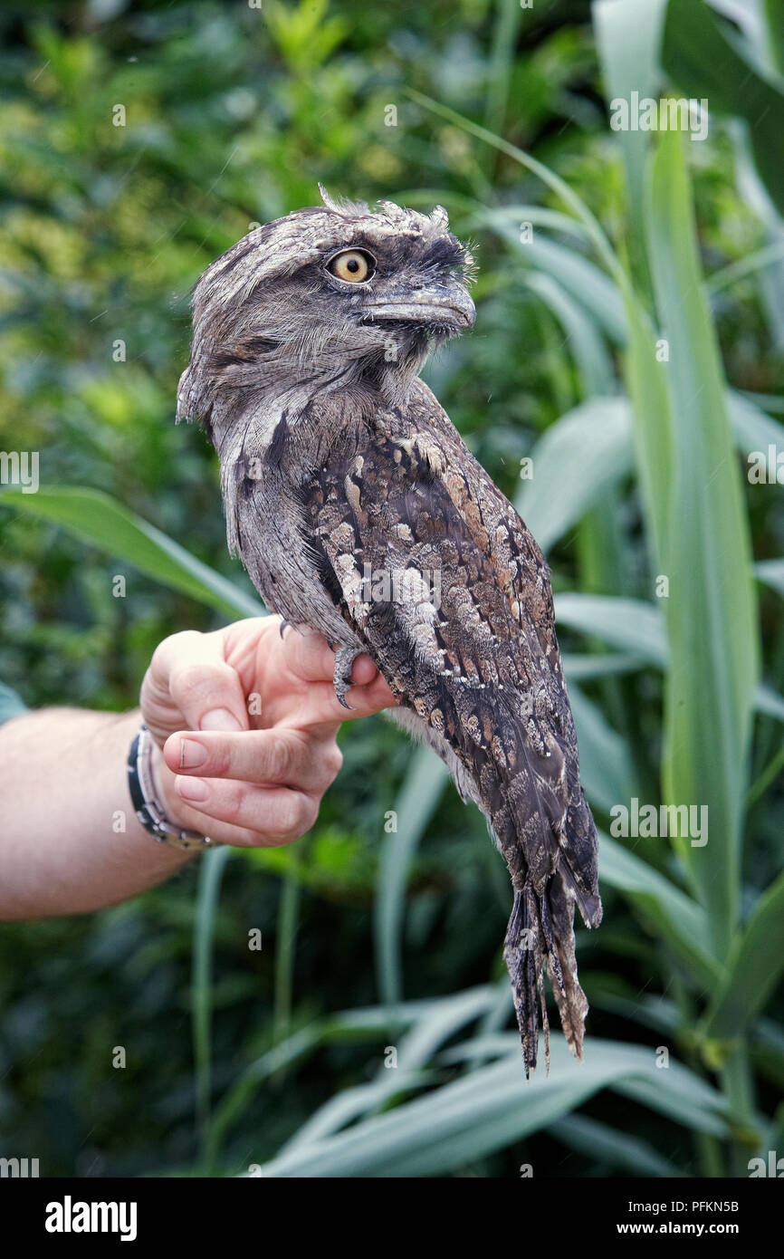 Tawny Frogmouth (Podargus strigoides) perching on hand Stock Photo