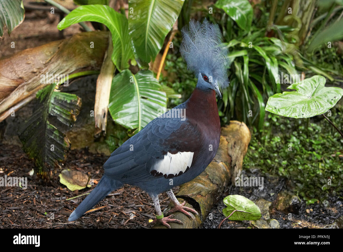 Scheepmaker's Crowned Pigeon (Goura scheepmakeri sclateri) standing on log, showing blue crest on head Stock Photo
