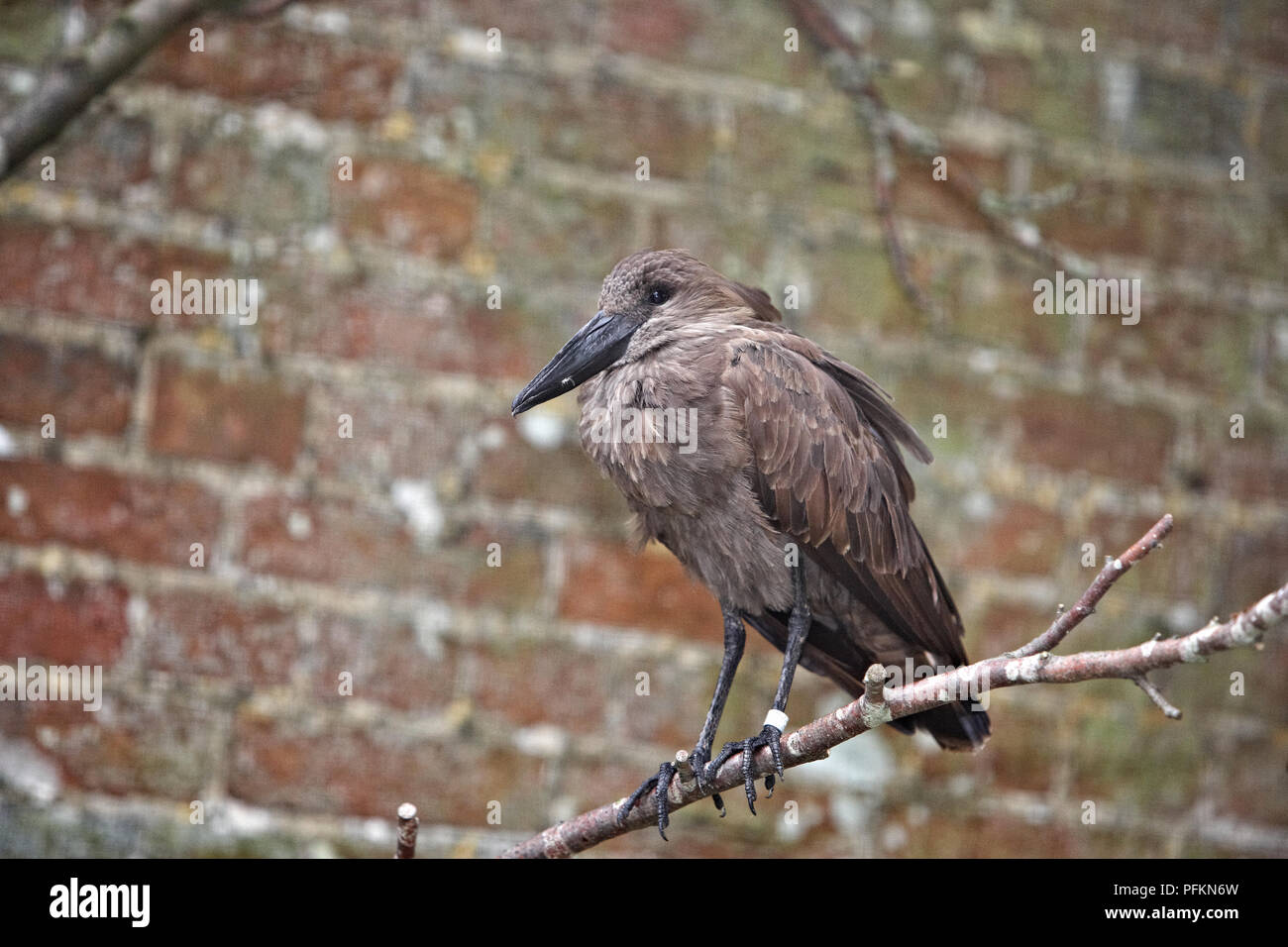 Hamerkop (Scopus umbretta) perching on branch Stock Photo