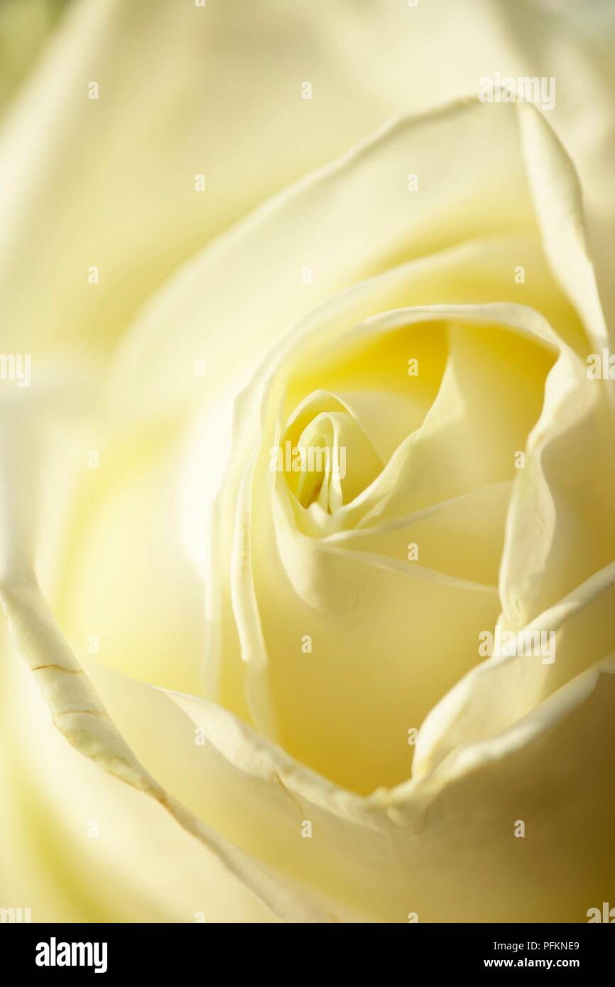 White rose up close hi-res stock photography and images - Alamy
