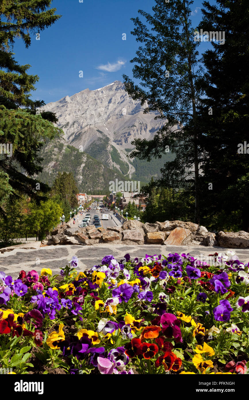 Flowers in the Cascade Garden in Banff, Alberta, Canada Stock Photo Alamy