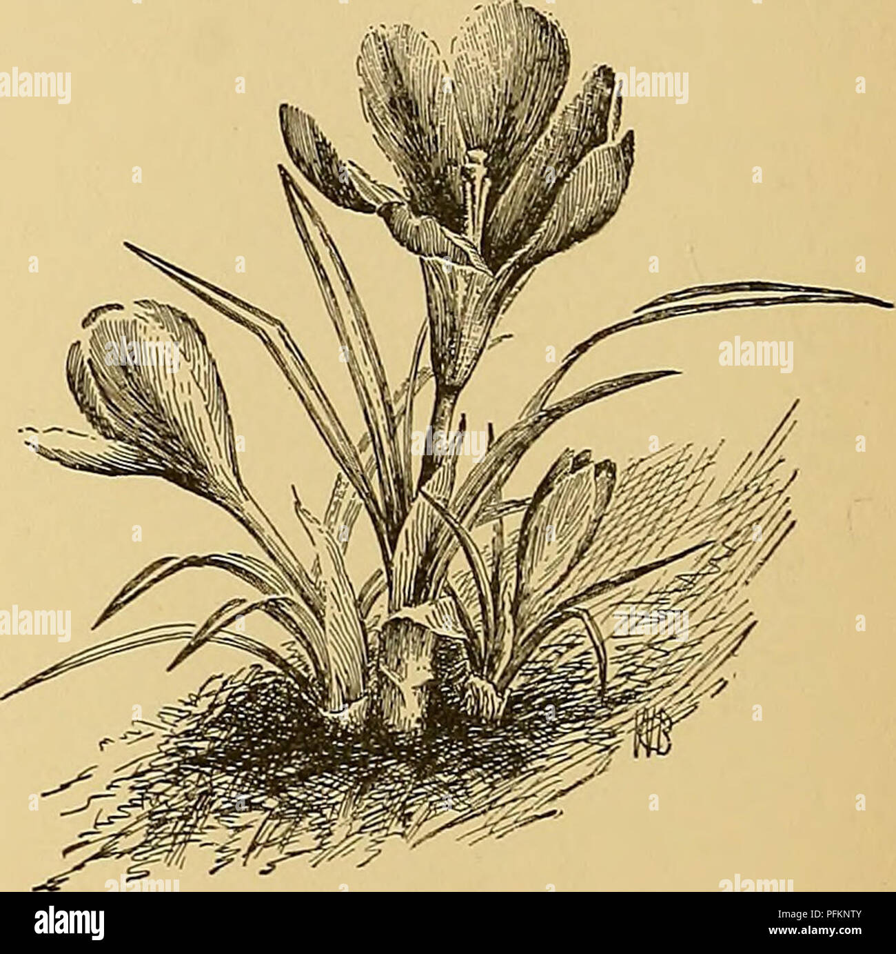 Comprehensive guide on the cultivation and characteristics of Crocus ...
