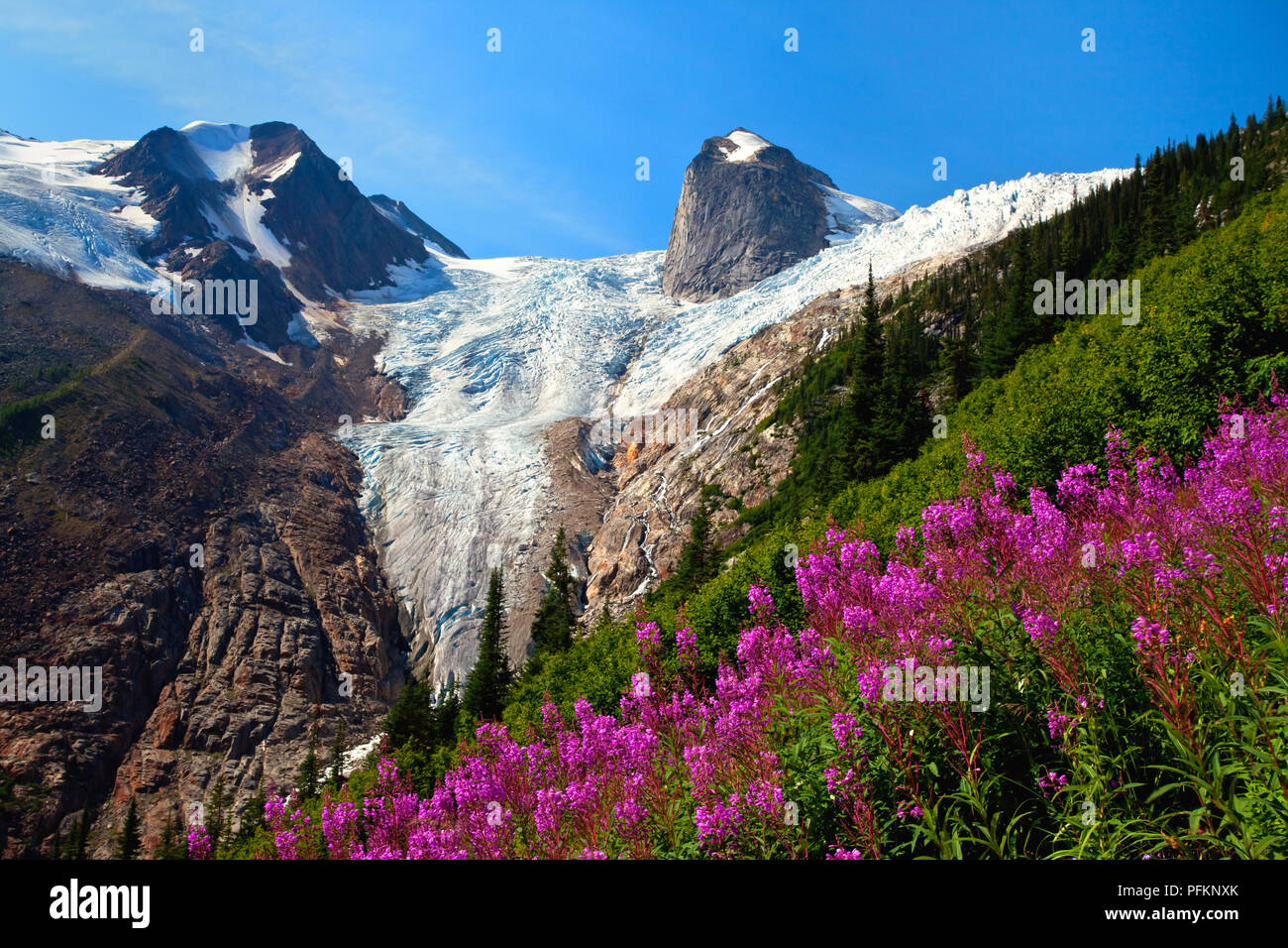 Fireweed in Bugaboo Provincial Park in British Columbia, Canada Stock Photo