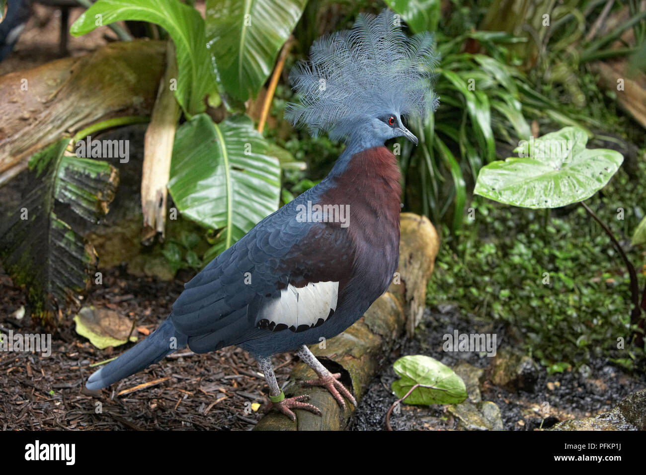 Southern crowned pigeon (Goura scheepmakeri sclateri) Stock Photo
