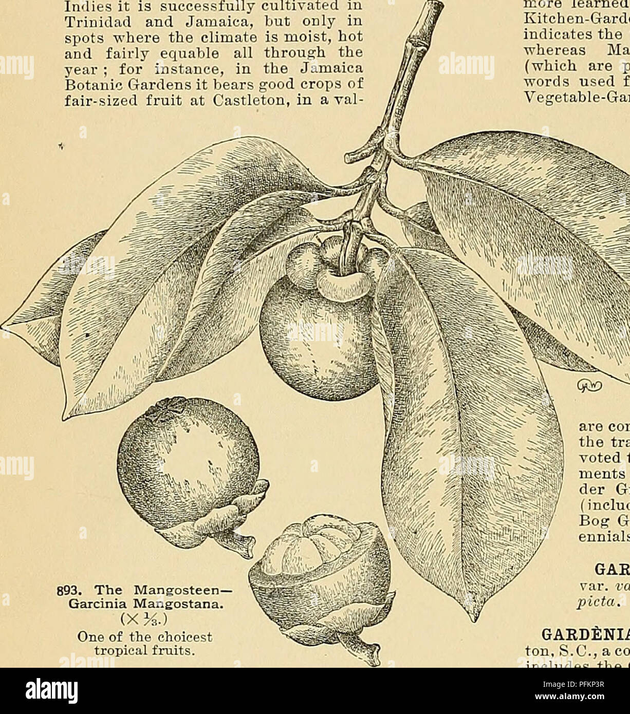 . Cyclopedia of American horticulture, comprising suggestions for cultivation of horticultural plants, descriptions of the species of fruits, vegetables, flowers, and ornamental plants sold in the United States and Canada, together with geographical and biographical sketches. Gardening. 626 GARCINIA GARDENIA is usually regarileil as a consummate achievement in the art of gardening. Mangostana, Linn. Mangosteen. Pig. 893. Height 20 ft.: Ivs. 7-8 in. long, elliptic: fls. reddish; petals 4: fr. about2&gt;^in. indiam. B.M. 4847. L.B.C. 9:845. F.S. 22:2359. G.C. II. 4:657. Mortlla, Desr. Gamboge Tr Stock Photo