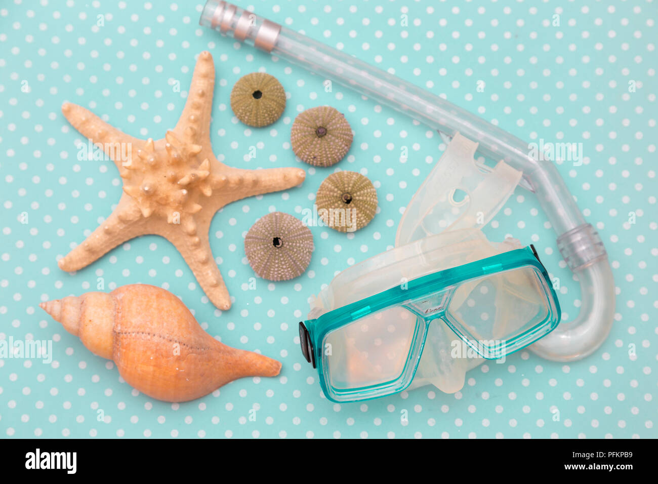 Starfish Several Sea Urchin Shells A Conch Shell And Blue Diving