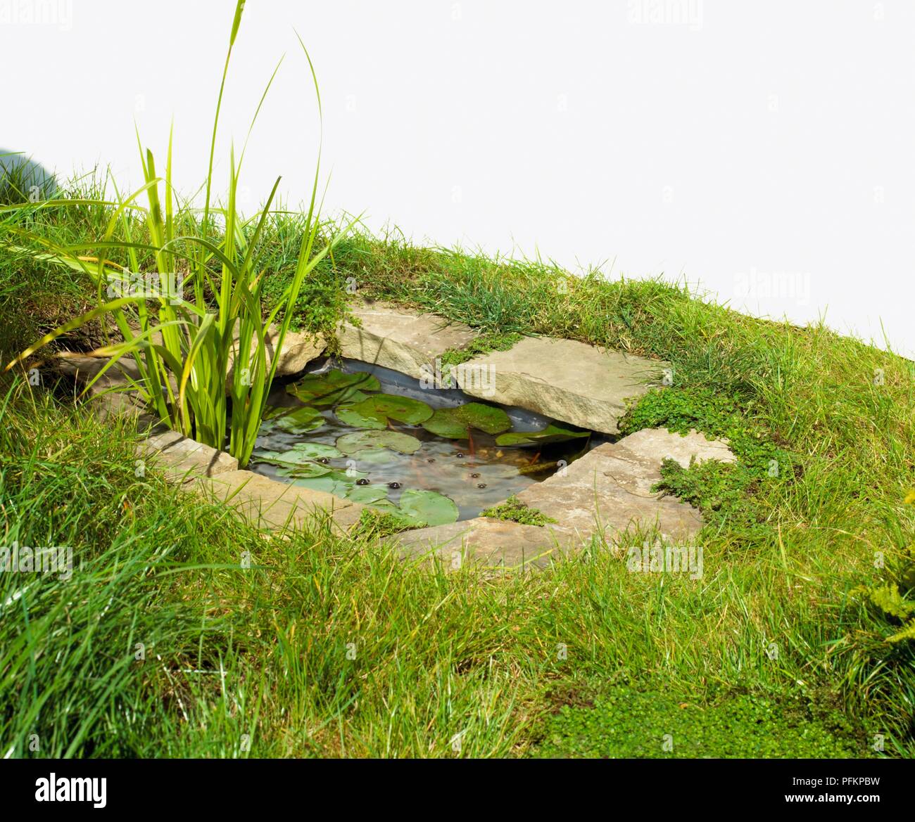 Small garden pond and aquatic plants Stock Photo