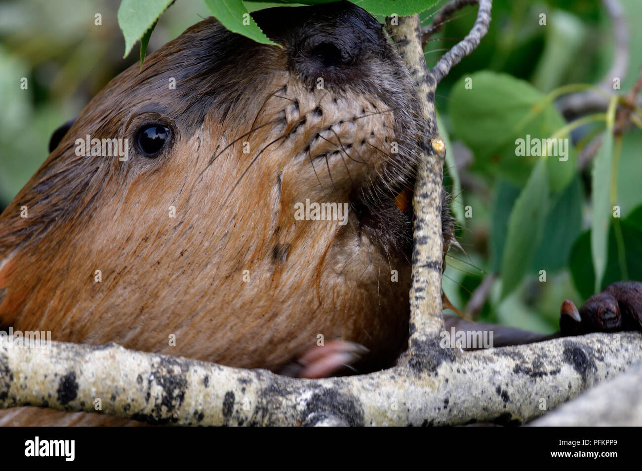 A close up image of a wild beaver's  'Castor canadenis' face as he is about to cut a tree branch to eat Stock Photo