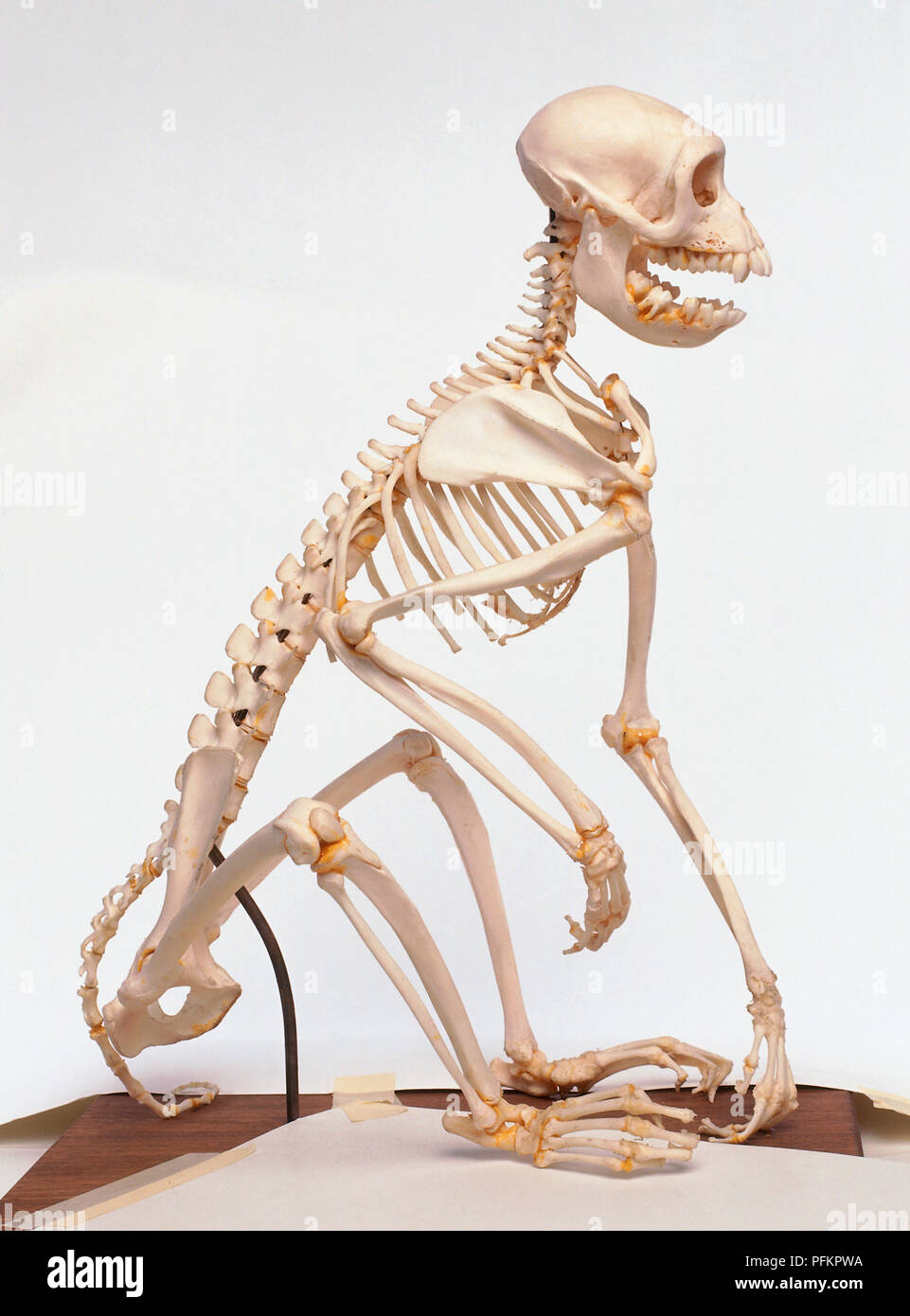 Skeleton of a Rhesus monkey Stock Photo - Alamy