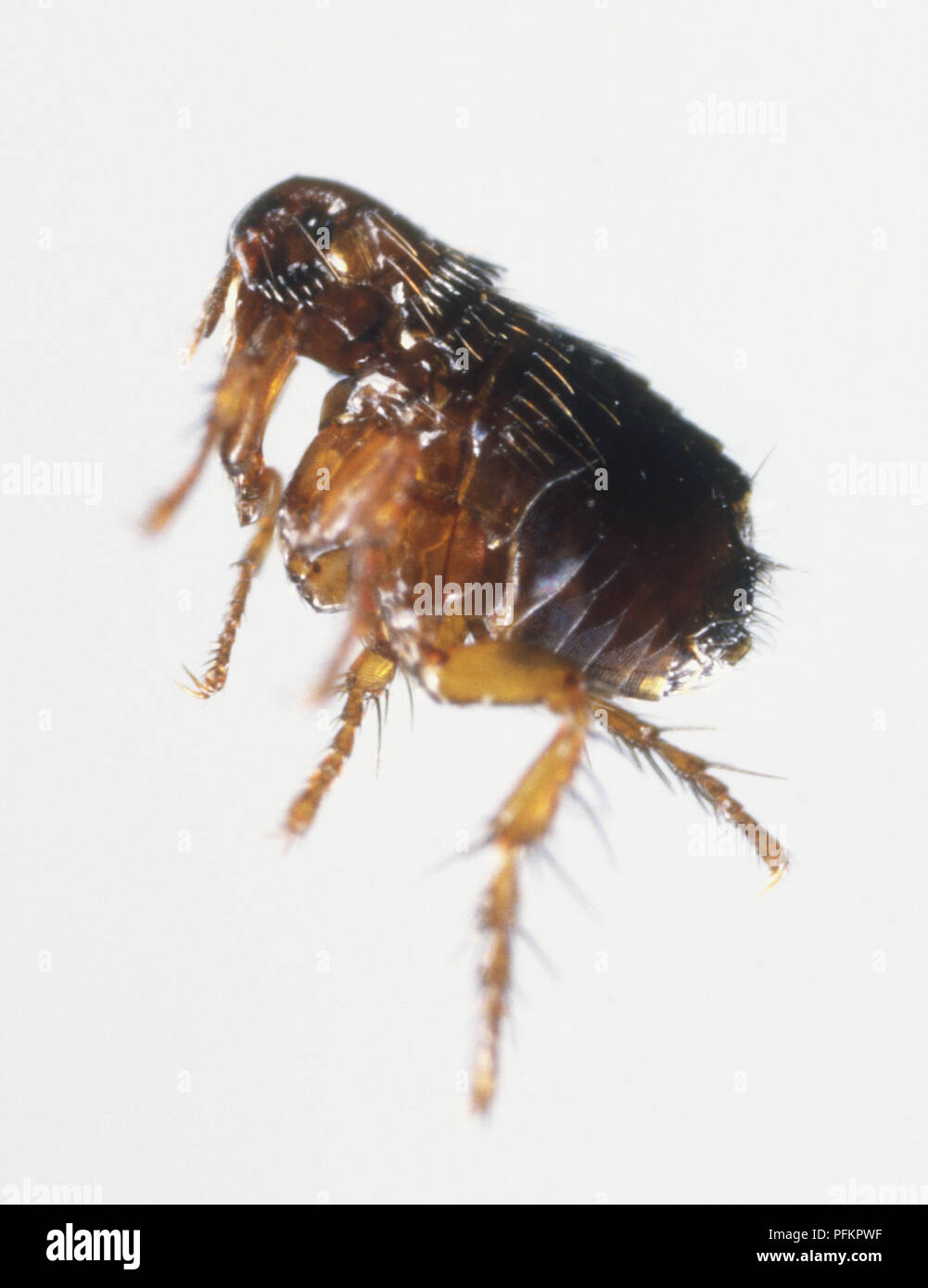 Brown Flea (Siphonaptera), close up Stock Photo