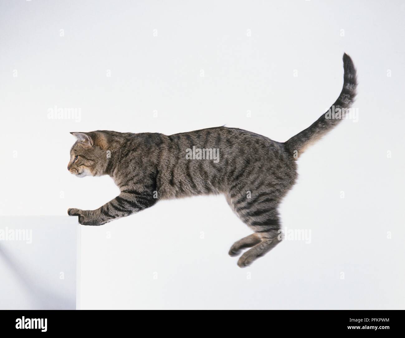 Brown mackerel tabby short hair cat preparing to land after jumping