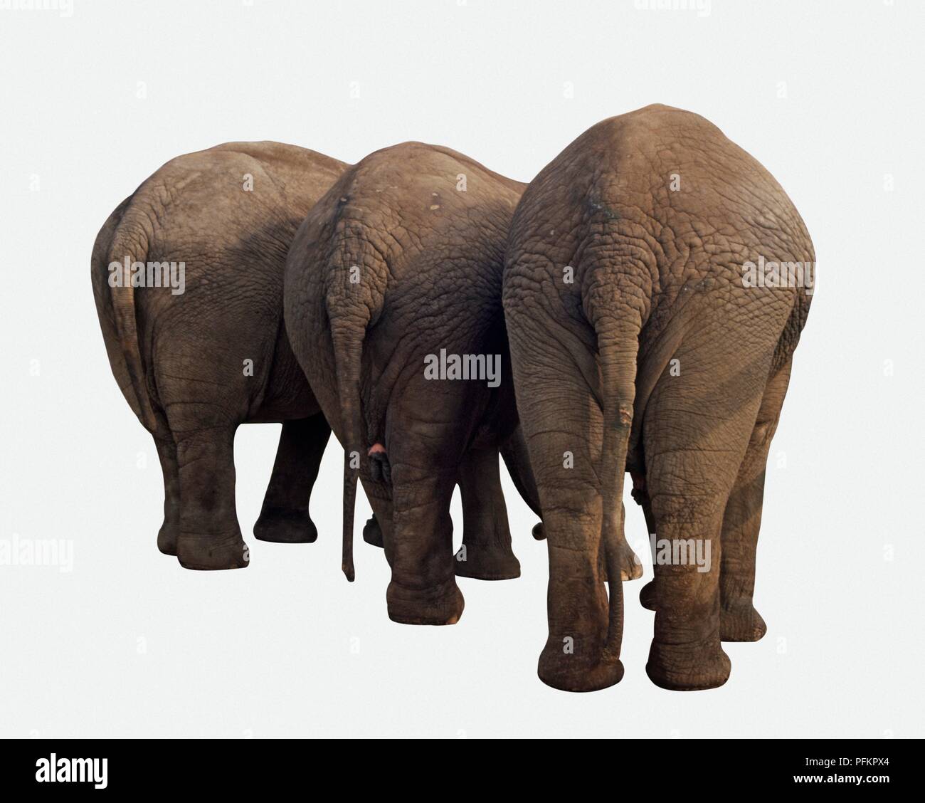 Three Indian elephants (Elephas maximus indicus) seen from behind Stock Photo