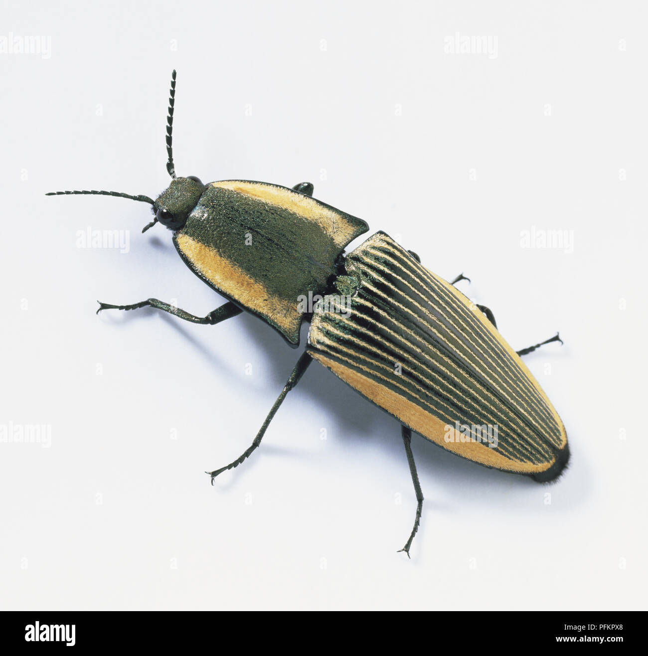 Click beetle (Chalcolepidius limbatus), close up Stock Photo