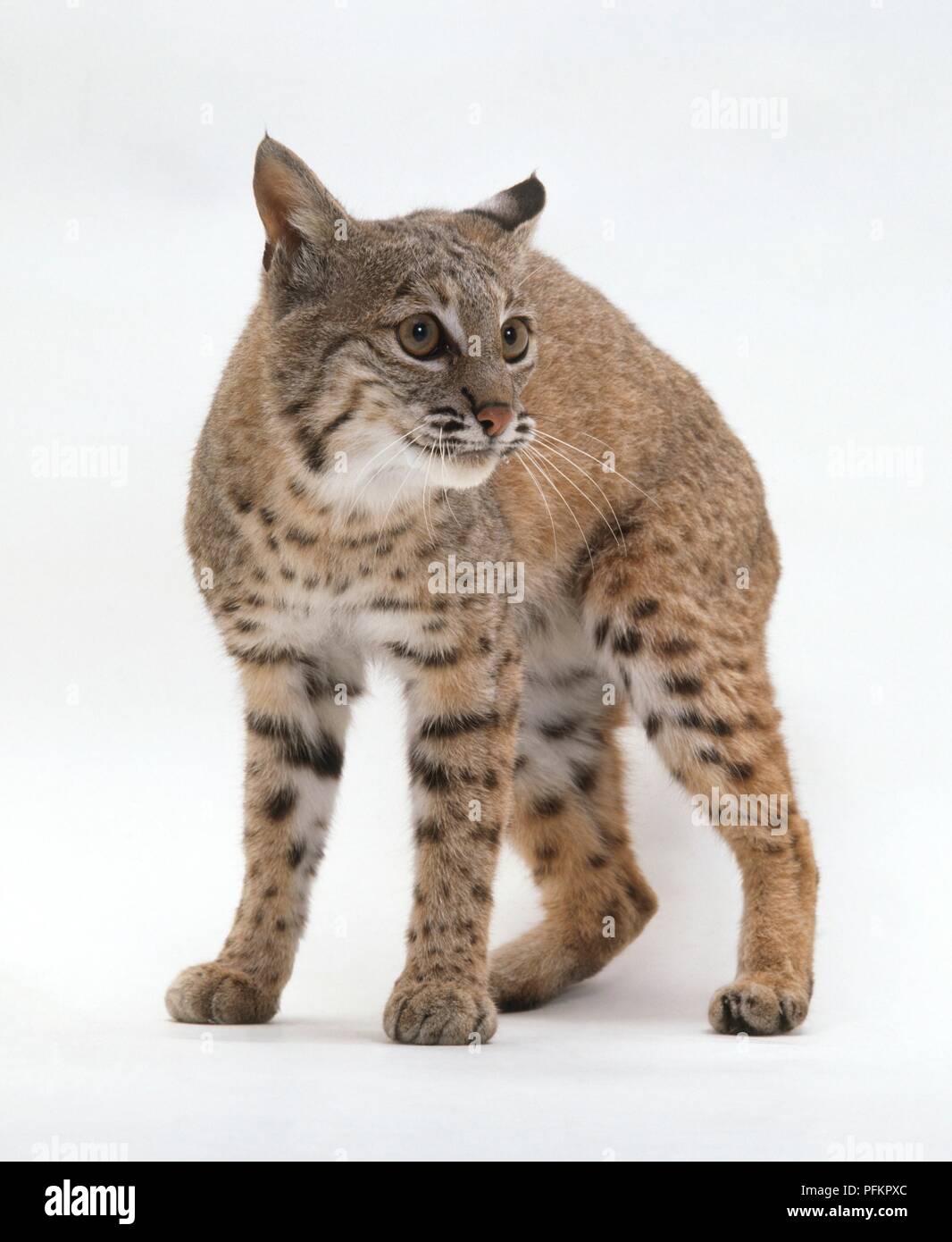 Bobcat (Felis rufus), looking away Stock Photo