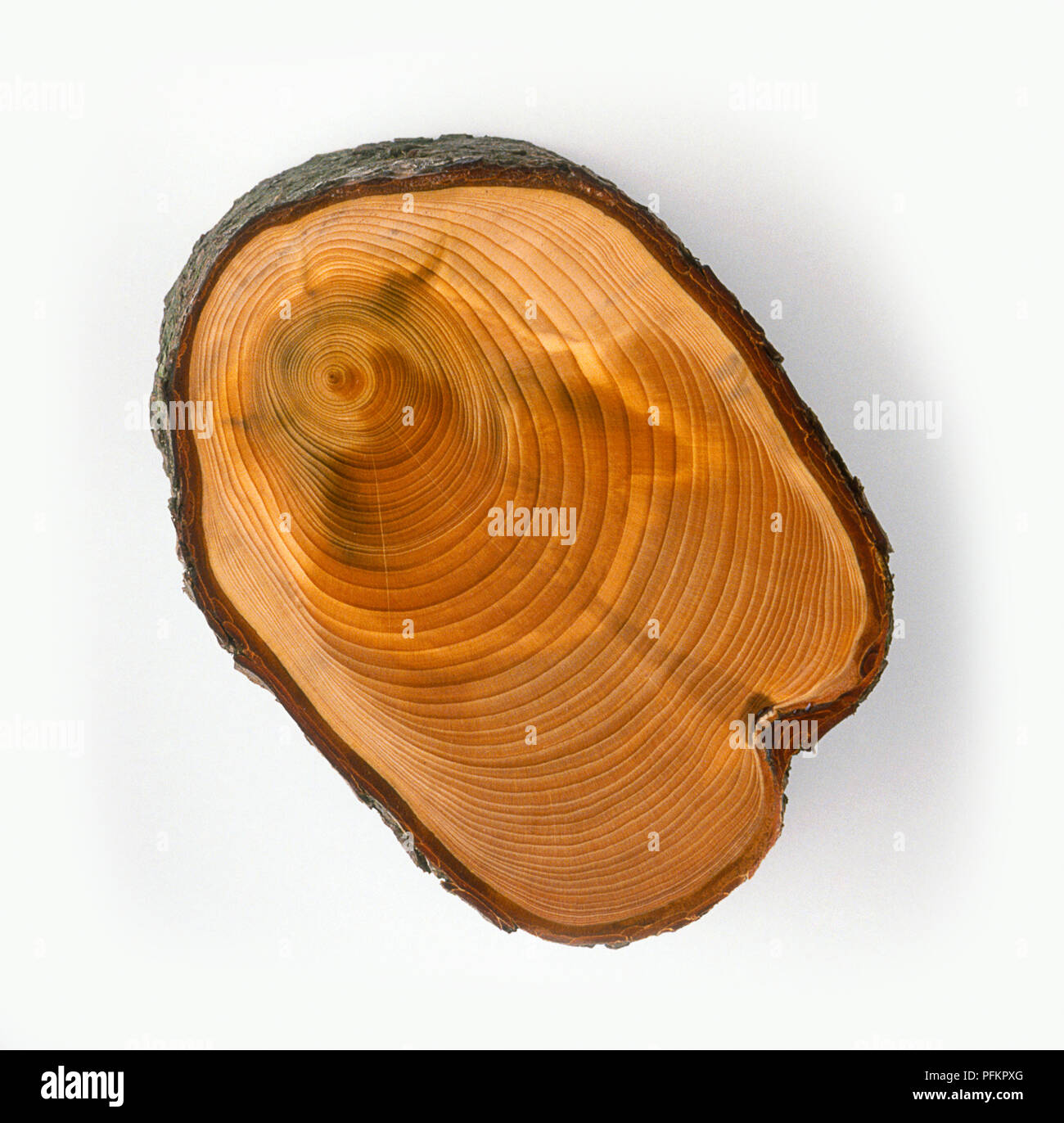 Cross section of branch showing off-centre tree rings Stock Photo