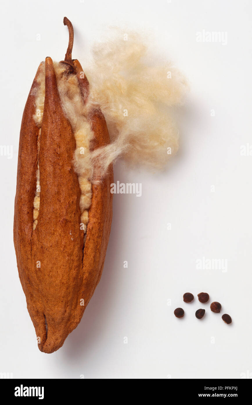Kapok pod and seeds Stock Photo Alamy