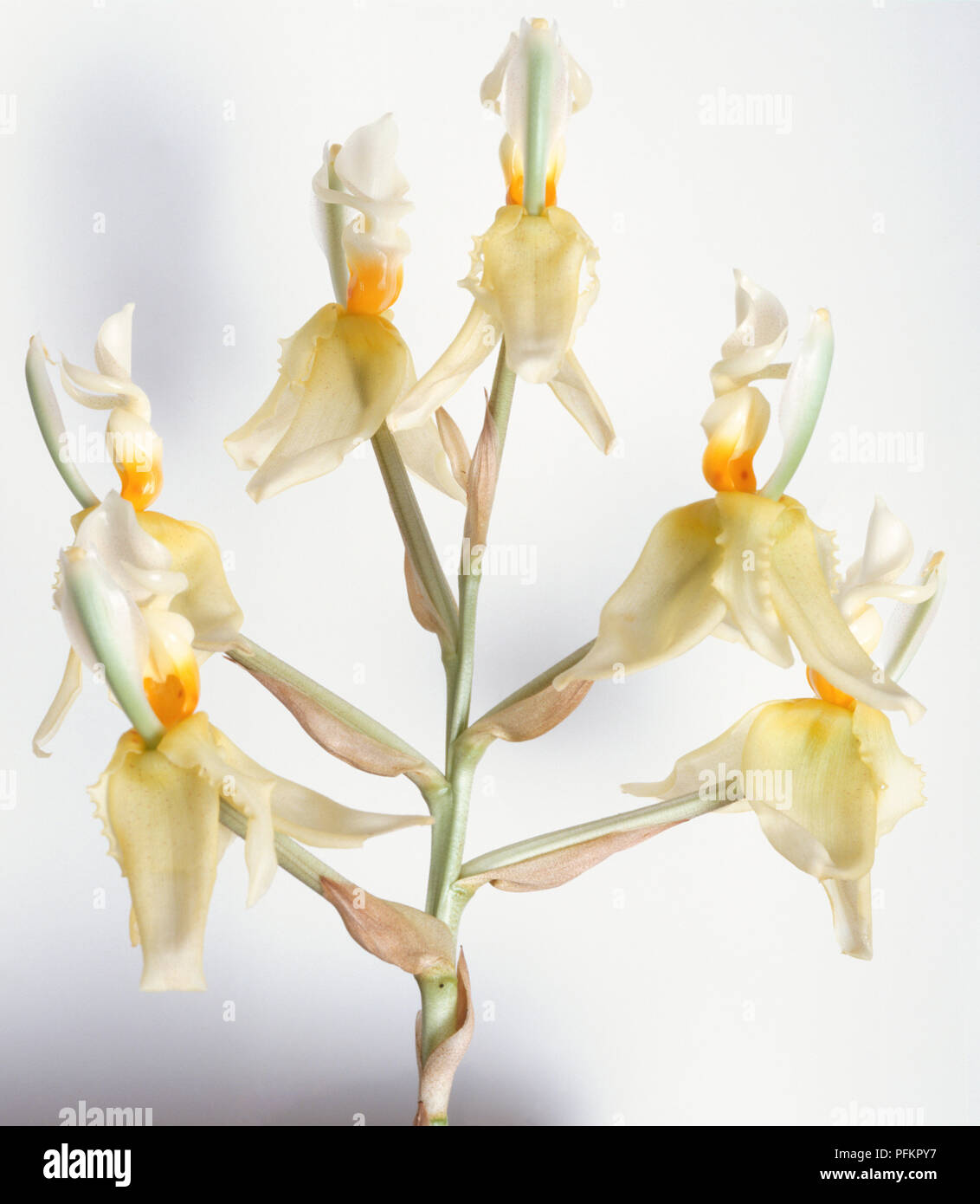 The flowers of Stanhopea wardii, a lowland, epiphytic orchid Stock Photo