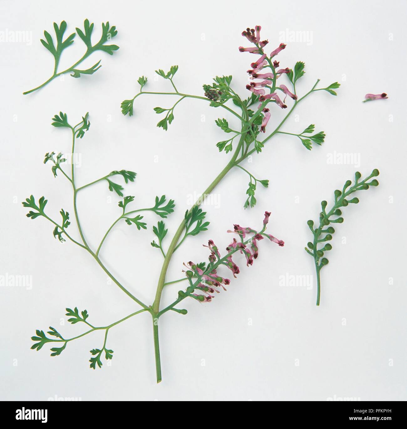 Fumaria officinalis (Fumitory), stems with leaves and pink flowers Stock Photo
