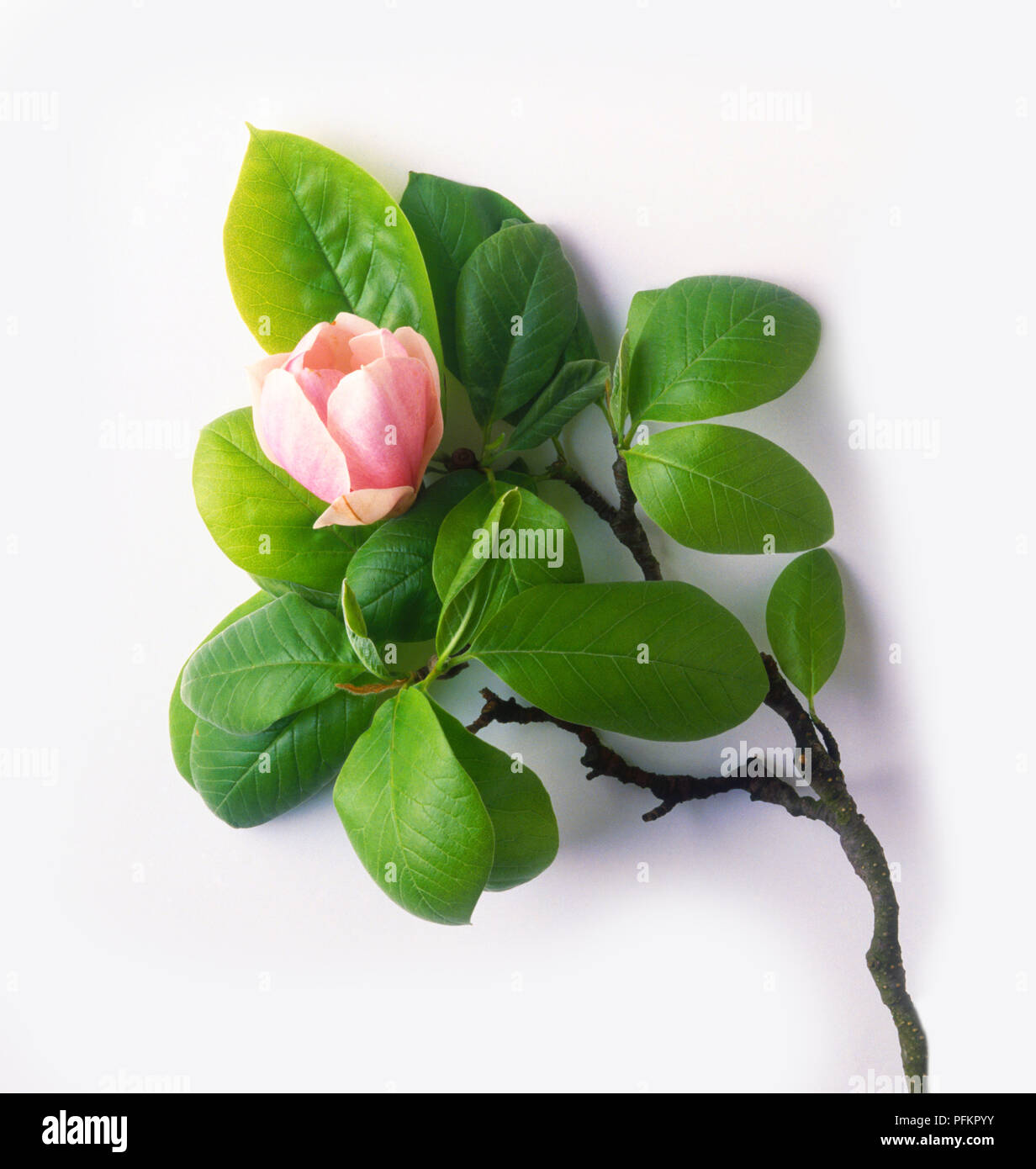 Close up green leaves pink hi-res stock photography and images - Alamy