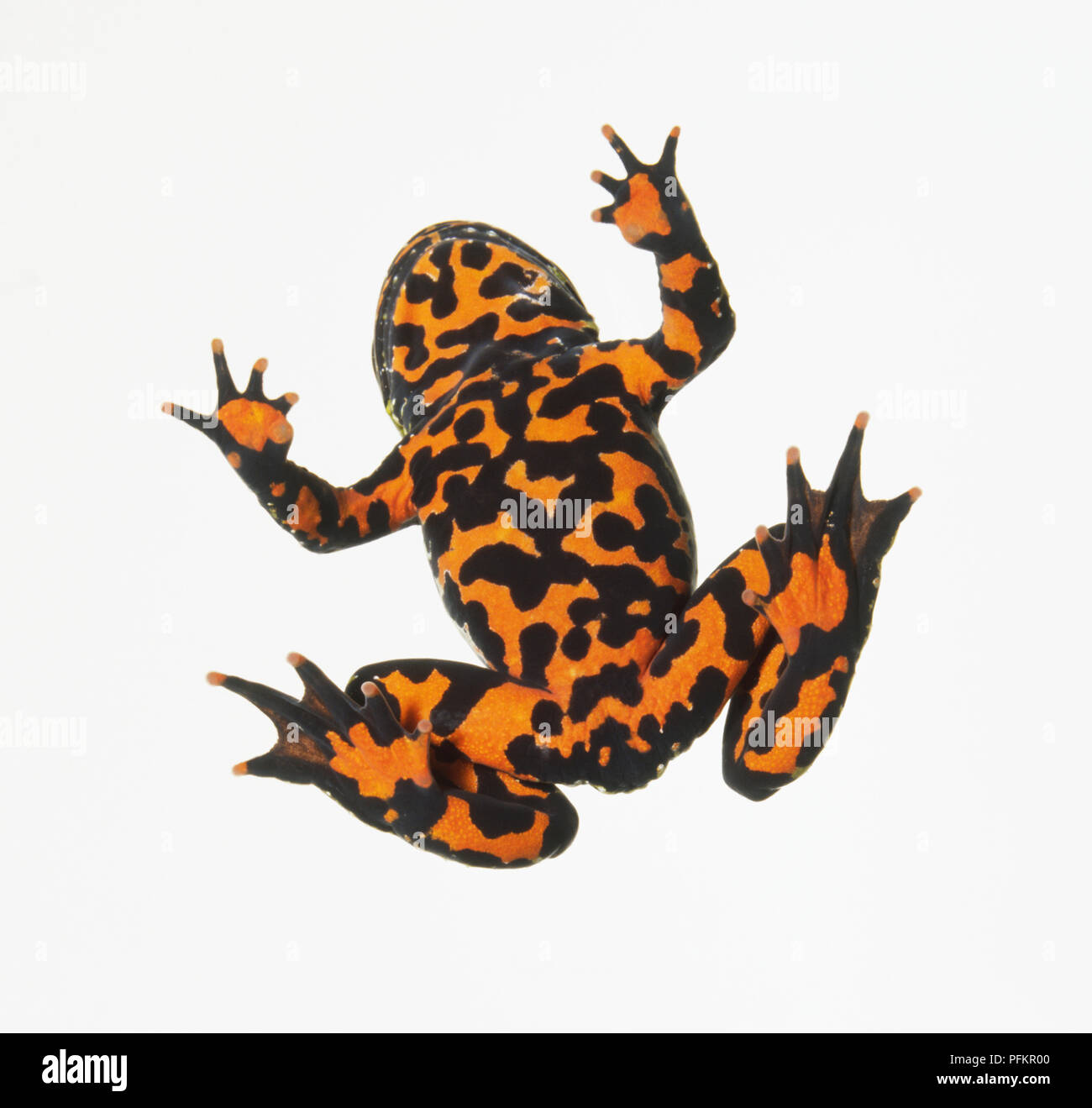 Albino fire belly best sale toad