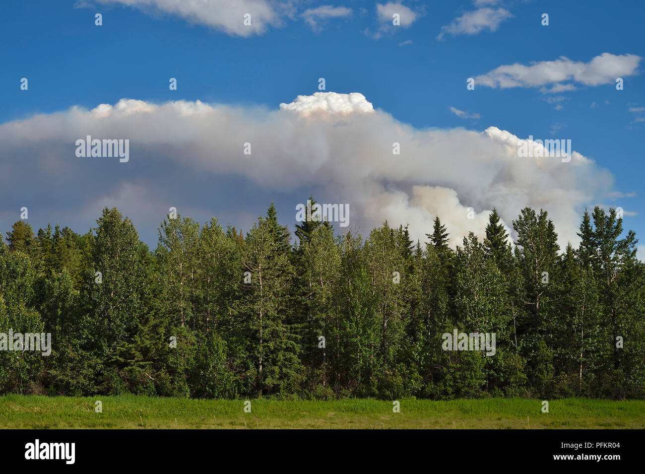 A horizontal landscape image of smoke traveling upward into a blue summer sky in rural Alberta Canada Stock Photo