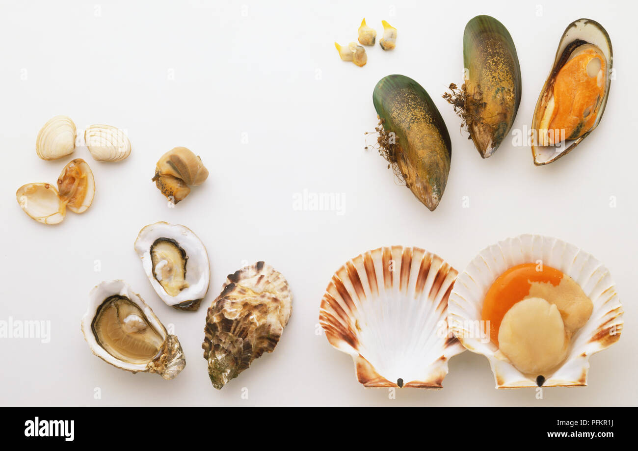  Edible  Bivalves High Resolution Stock Photography and 
