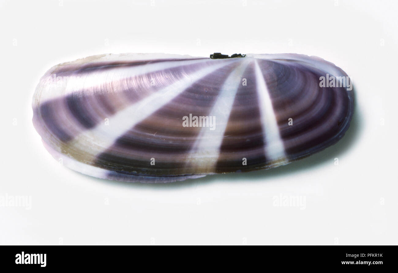 Sunset siliqua shell (Siliqua radiata Stock Photo Alamy
