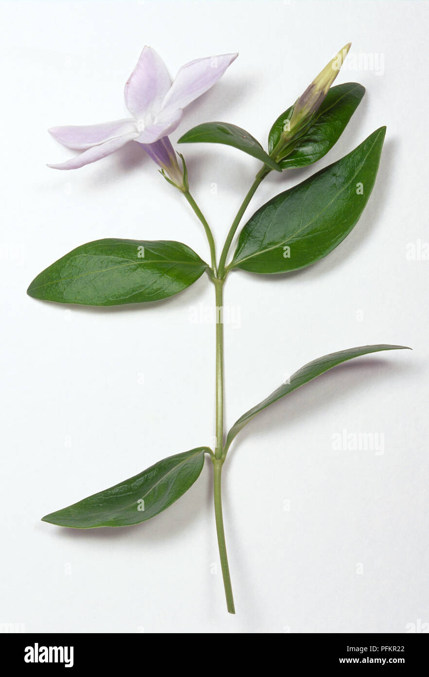 Vinca difformis, intermediate periwinkle stem with opposite green leaves and a open pale pink flower and closed flower. Stock Photo