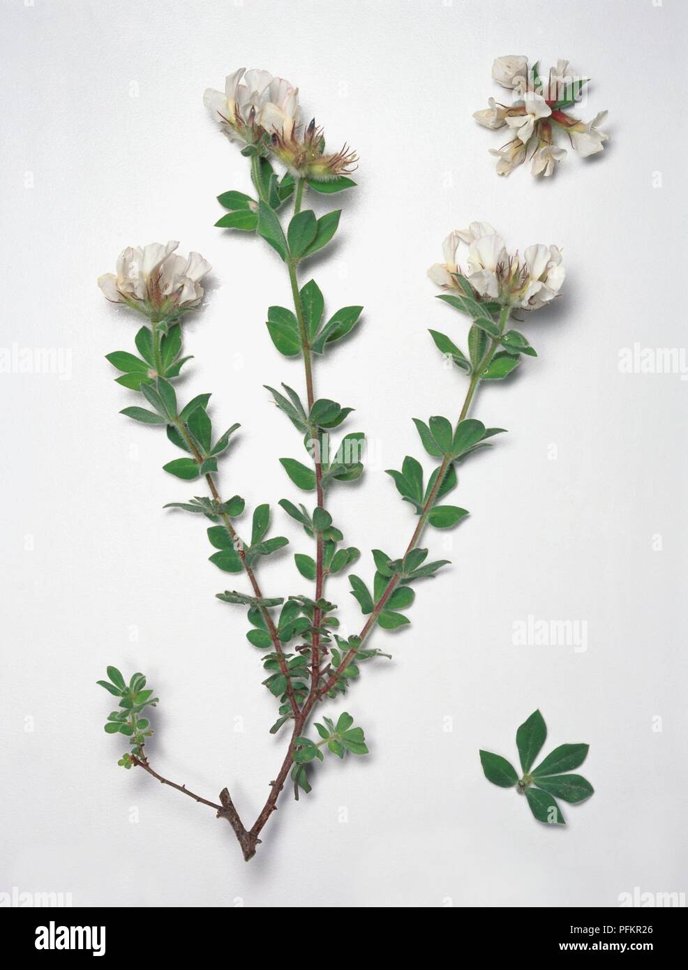 Dorycnium hirsutum (Hairy Canary Clover), white flowers and green leaves on long stems Stock Photo