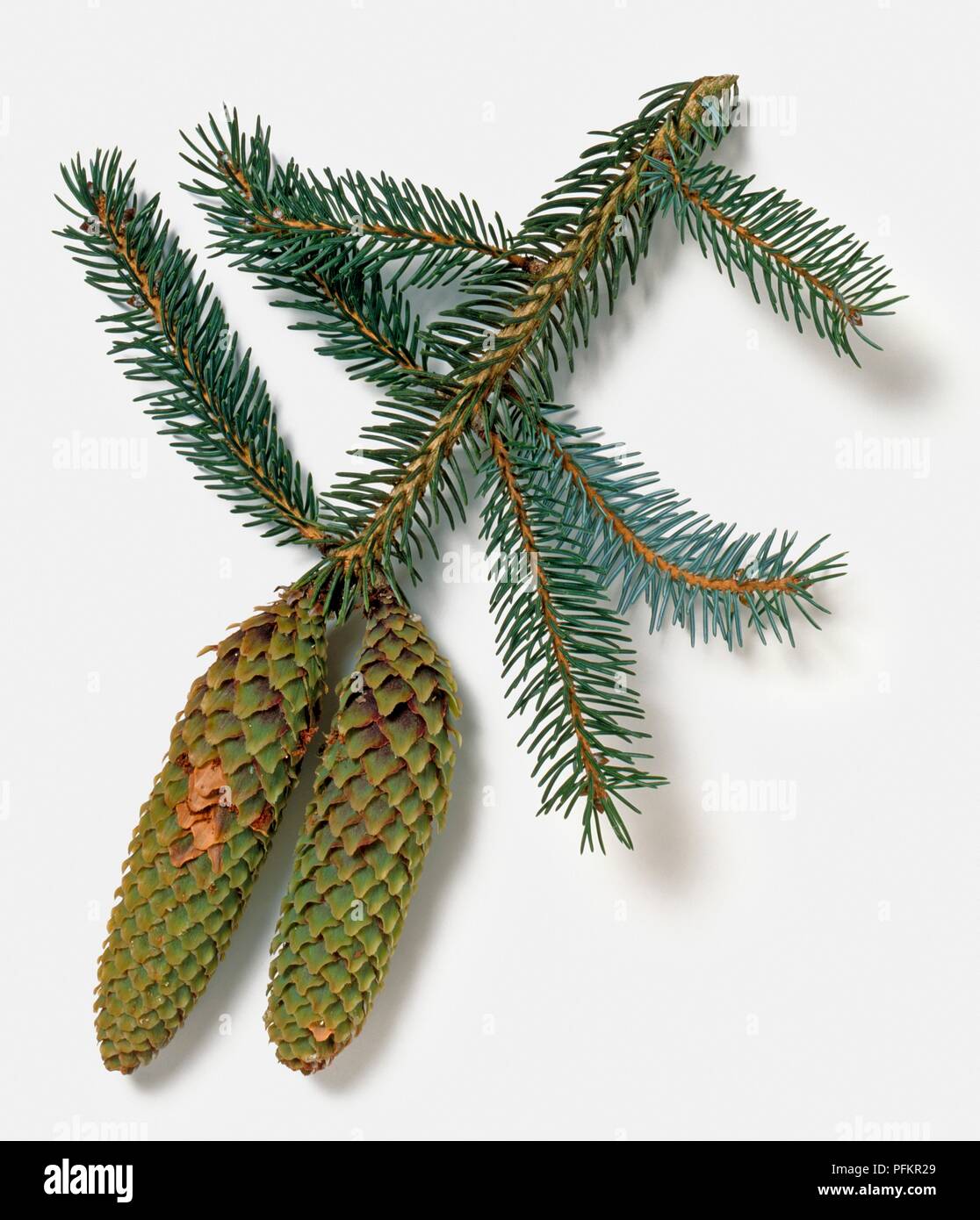 Picea likiangensis (Lijiang spruce), branch with leaves and cones Stock Photo