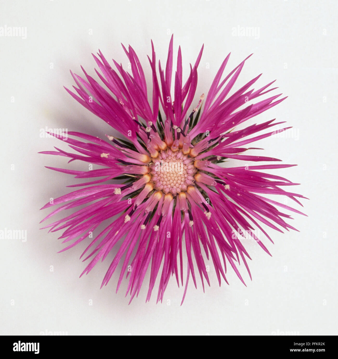 Galactites tomentosa flower, overhead view with pink-red outer florets and a pale centre. Stock Photo