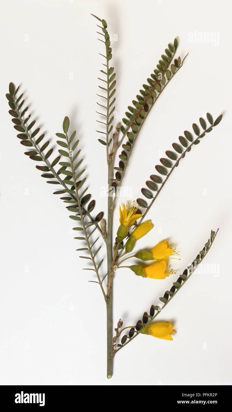 Leguminosae, Sophora microphylla, Kowhai, grey branch tip with numerous small, paired leaflets, and pea-like, golden yellow flowers with exserted stamens, borne in hanging racemes in leaf axils. Stock Photo