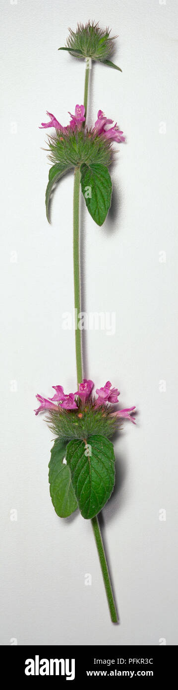 Clinopodium vulgare, wild basil stem with widely separated clusters of purple pink flowers with hairy calyces. Stock Photo