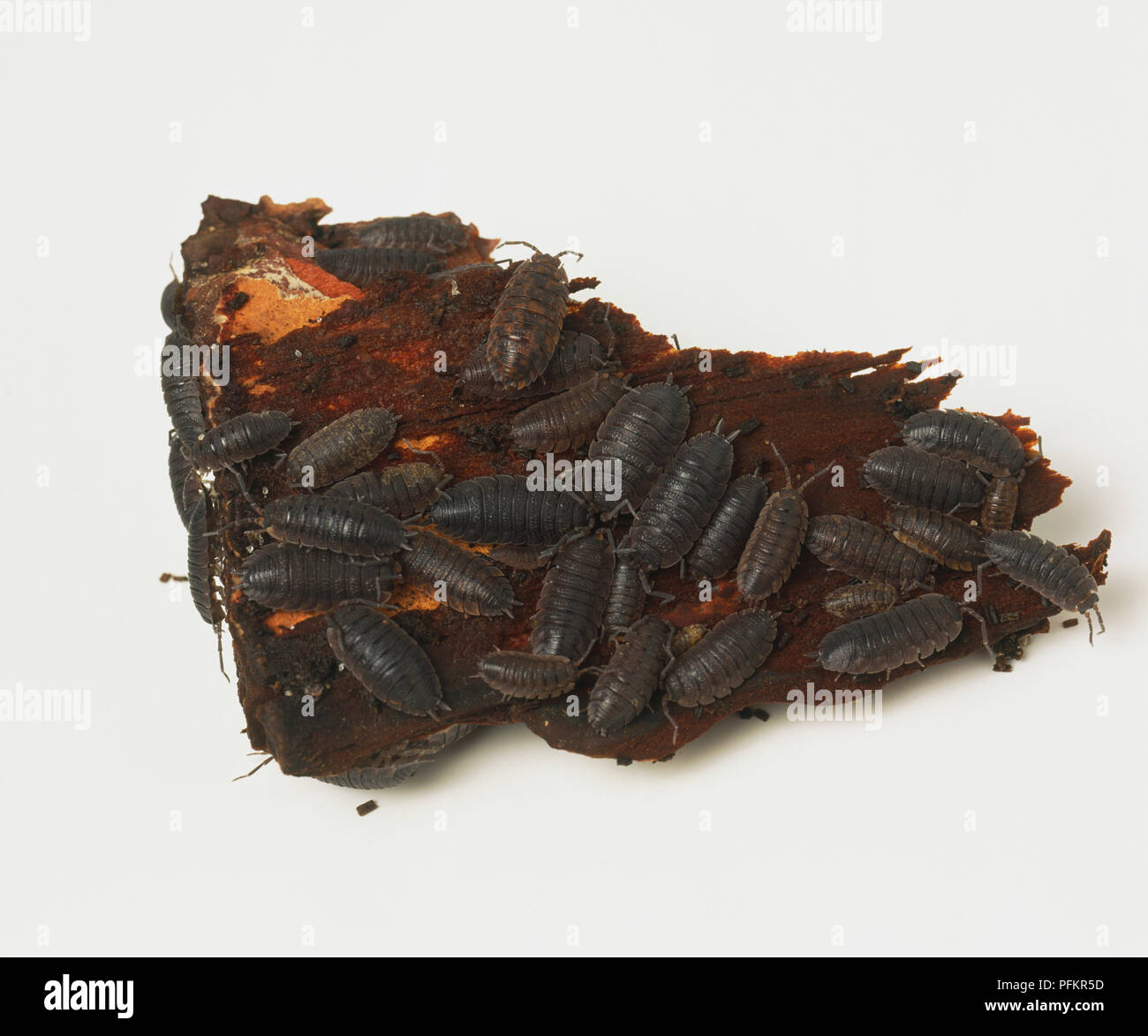Group of Pill Woodlice, armadillidiidae, on piece of wood. Stock Photo