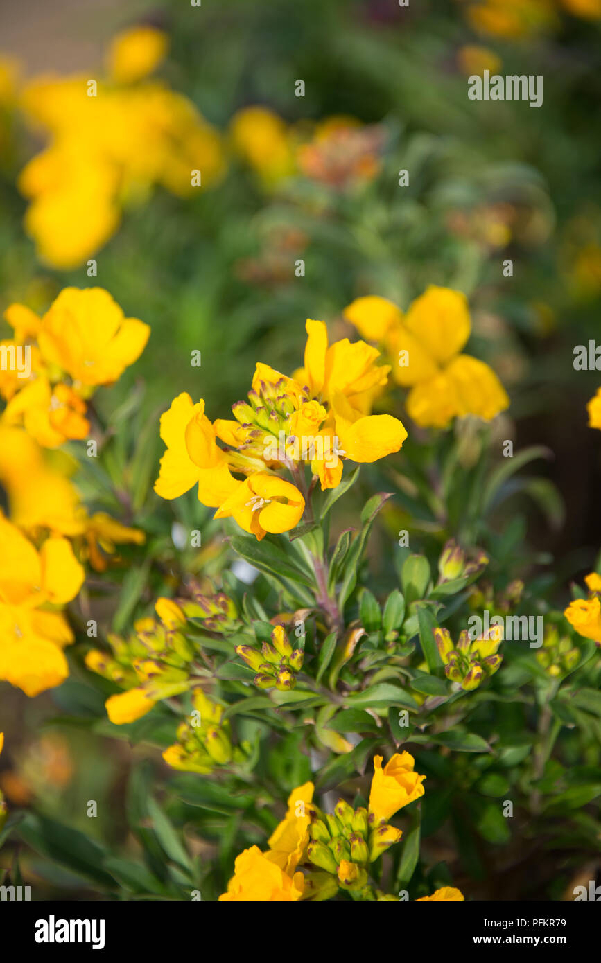 Cheiranthus Cloth of Gold Stock Photo Alamy