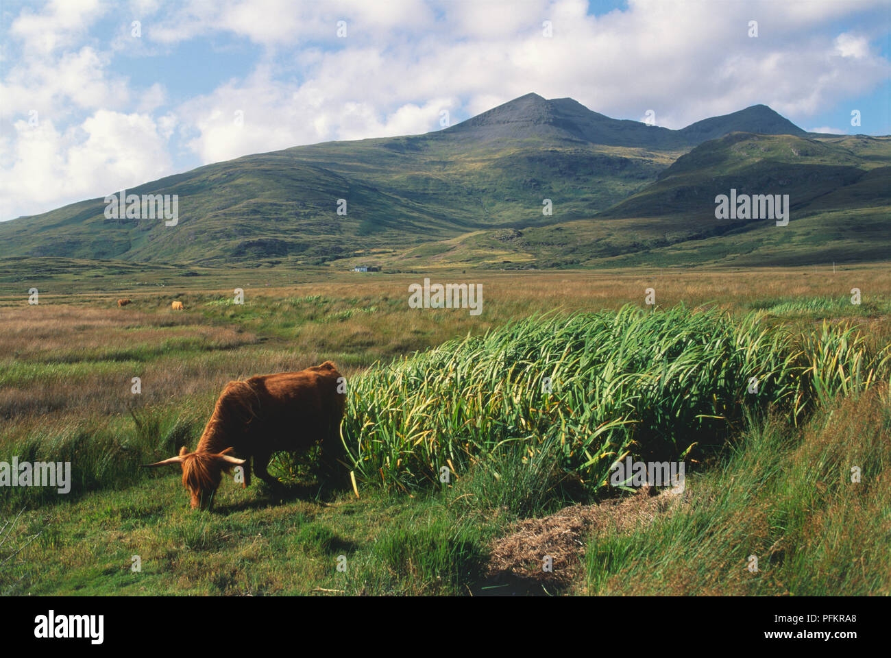 Great Britain, Scotland, Isle of Skye, Highland Cattle, single animal grazing on grassy fields with mountains in background. Stock Photo