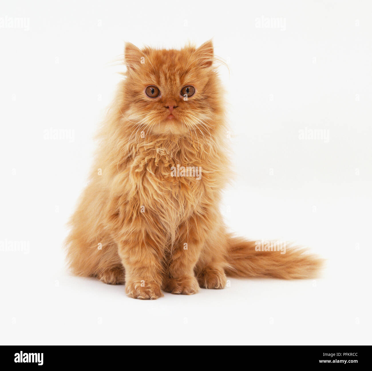 red tabby cat