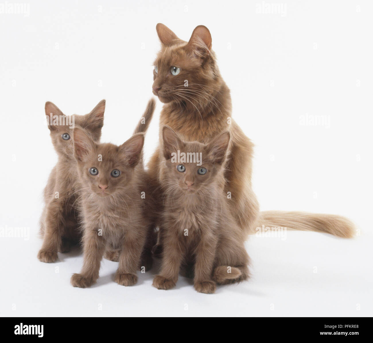 Three cinnamon angora kittens with their mother Stock Photo