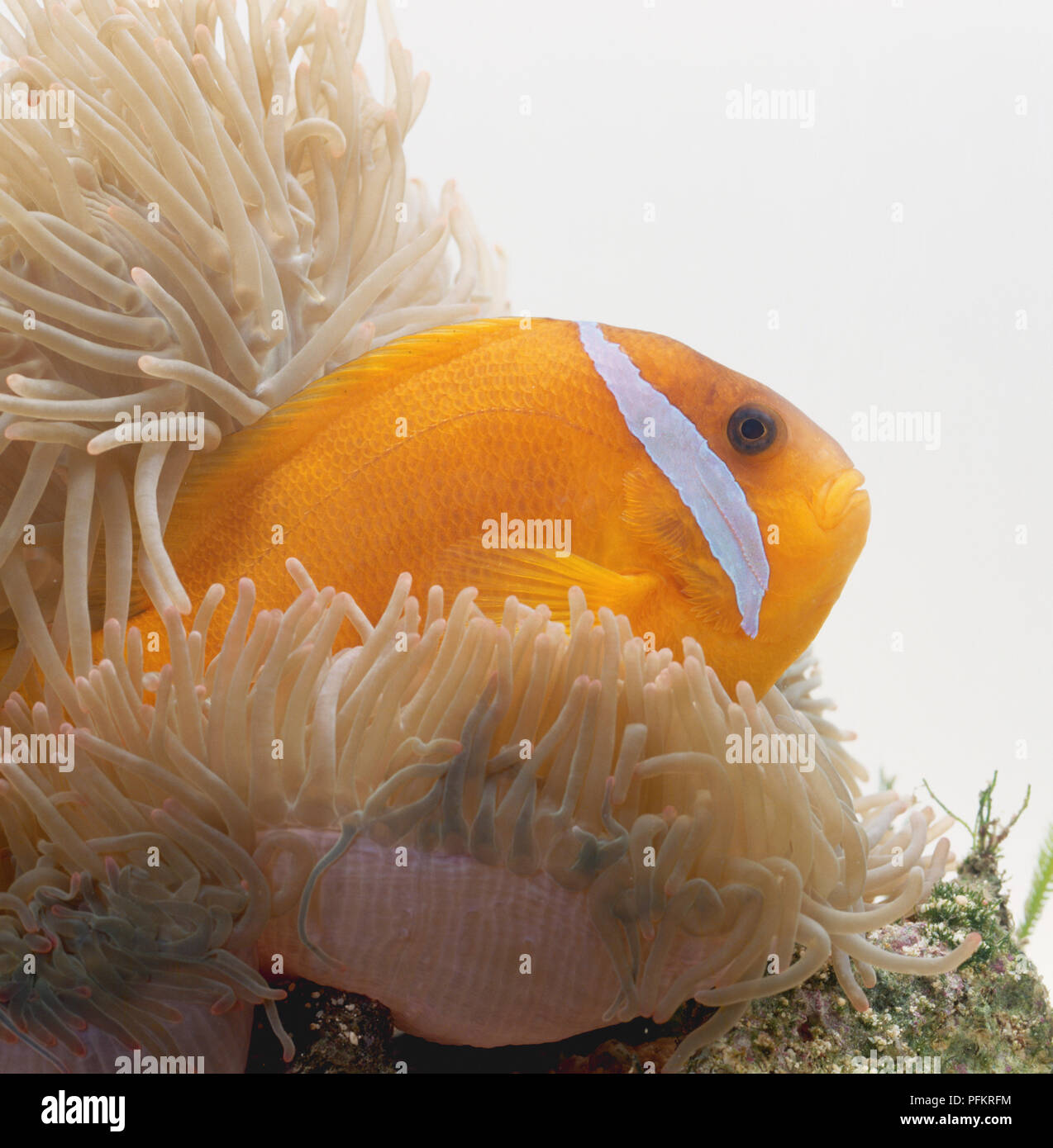 Clown Fish (Amphiprion sp.) poking head out from Sea Anemone (Actinaria) Stock Photo