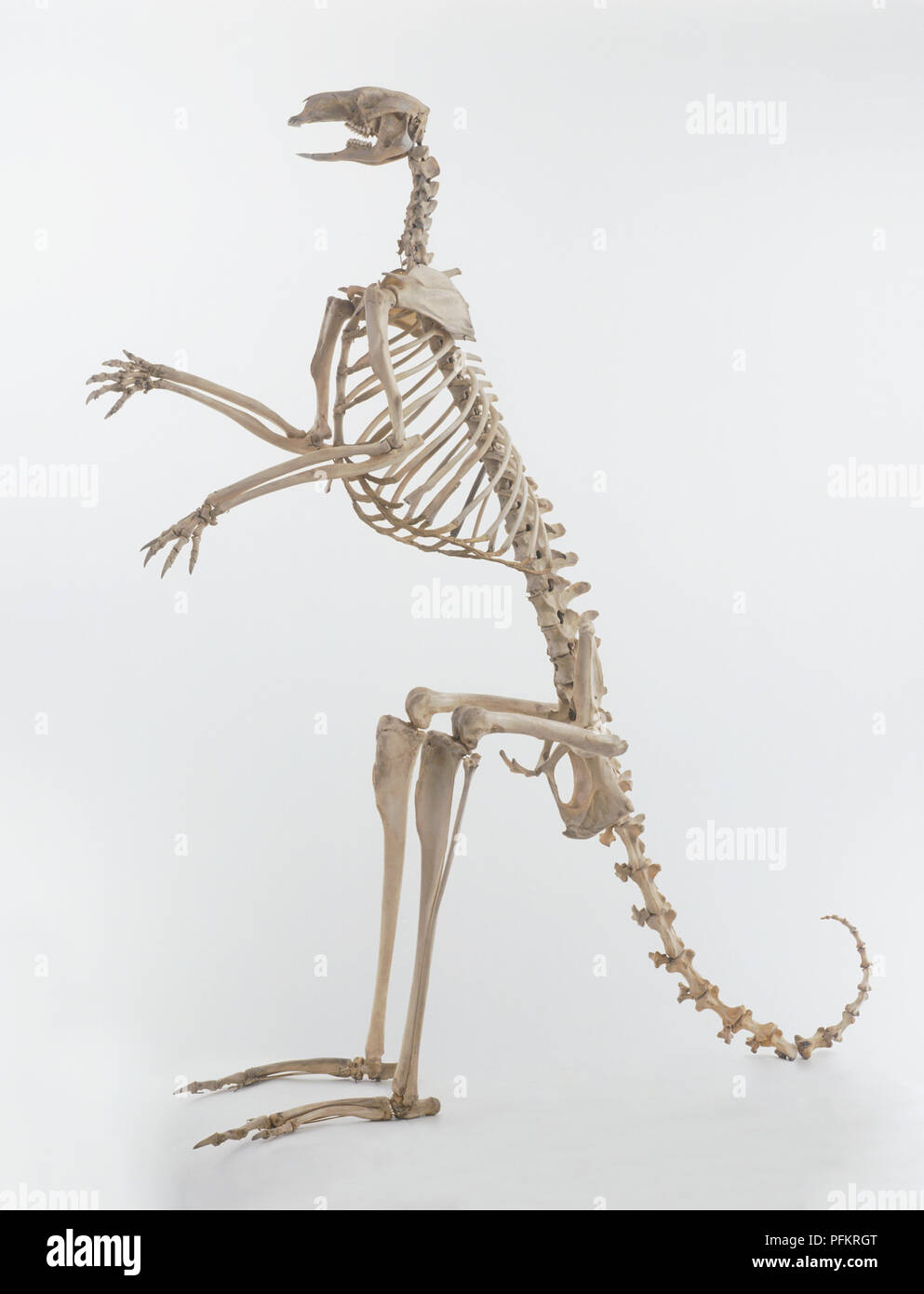 Kangaroo (Macropus), skeleton, side view Stock Photo