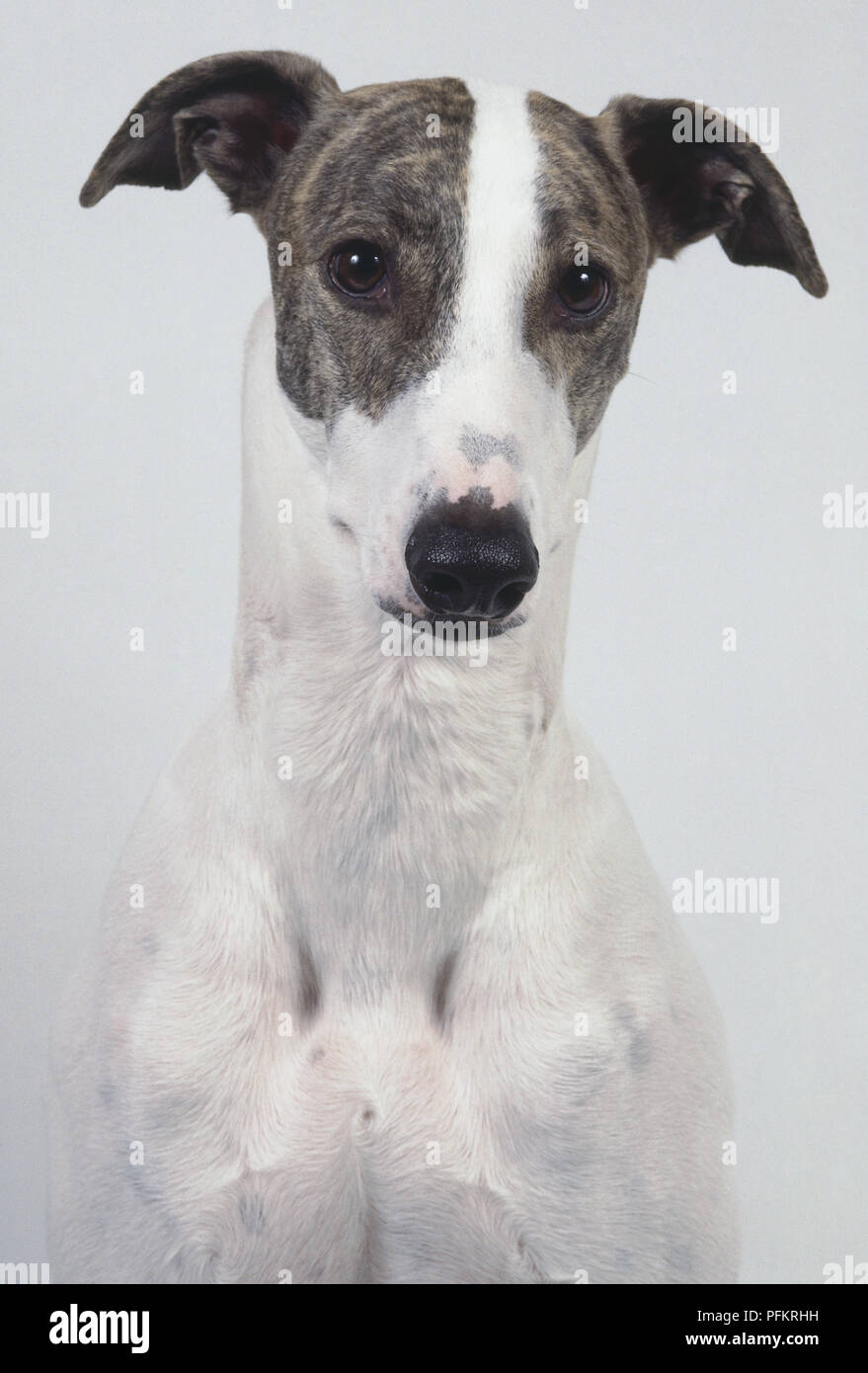 A slender dark gray and white Hungarian greyhound with half-raised ears, head only Stock Photo