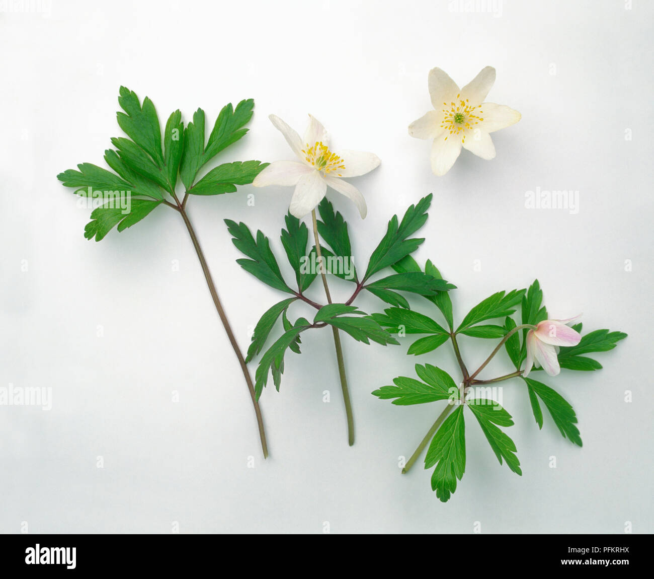 Anemone nemorosa (Wood anemone), star shaped white flowers, and green leaves, close-up Stock Photo