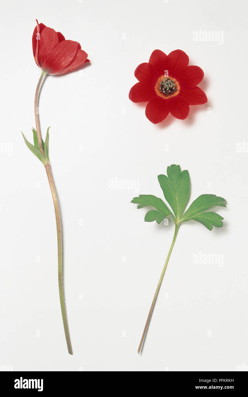 Anemone pavonina, deep red flower with red corolla made up of eight overlapping petals, orange at base, and pale brown anthers Stock Photo