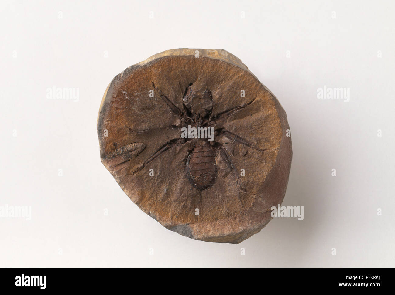 Graephonus, invertebrate fossil in piece of brown coal, close-up Stock Photo