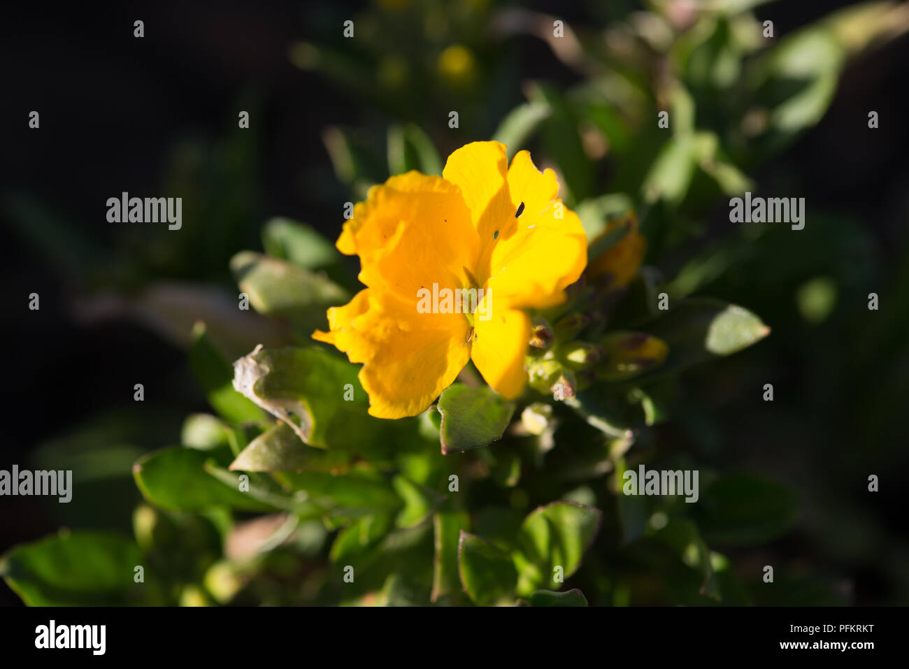 Cheiranthus Cloth of Gold Stock Photo Alamy